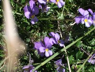 Torrente_Quarantore - Viola_aetnensis_20100606 079.jpg